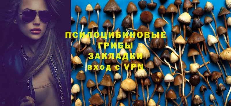 продажа наркотиков  Новоалександровск  Галлюциногенные грибы мицелий 